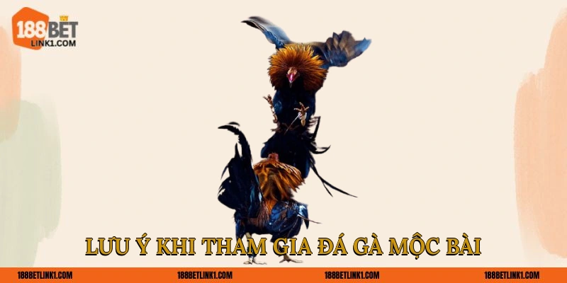 Lưu ý khi tham gia đá gà Mộc Bài